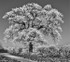 Tree in Hoar Frost