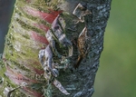 Treecreeper