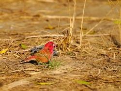Red Billed Firefinch