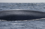 Blue Whale fluking, Pico Island, Azores
