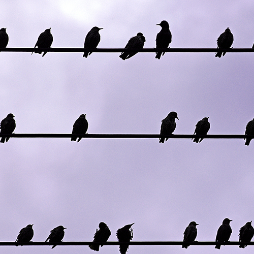A flock of European Starling flocks can hit huge numbers in late summer and are very much at home on taking a breathe…