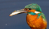 KINGFISHER no 1