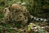 Persian Leopard - Cyrus (Rutland Falconry & Owl Centre)