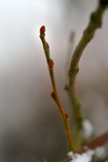Snow - 37