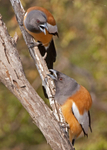 2 Rufous Treepies