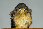 Young Wren