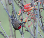 Scarlet-chested Sunbird