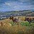 B-12-Cattle Chums over Oban