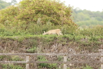SBM_001134