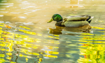 Mallard on Broadwater Lake 1754422