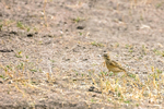 African Pipit