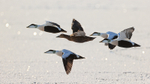 Common Eiders in flight, Spitsbergen, Svalbard