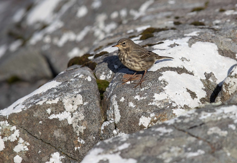 European Rock Pipit - Isle of Mull - Scotland