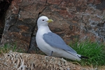 Kittiwake