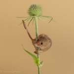 Teasel Mouse SD2026