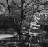 North Woods, Hampstead, London