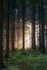 Winter Sunbeams