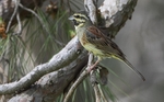Cirl Bunting