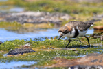 Two-banded Plover foraging at low tide, Carcass Island, Falklands
