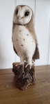 Barn Owl Photo 1.