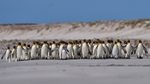 Magellanic Penguin leading Kings