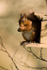 Red Squirrel
