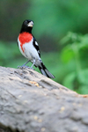 Rose-breasted Grosbeak (male), Minnesota, USA