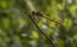 Common Darter Dragonfly