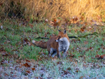 Red Fox