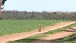 Hare