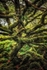 Ty Canol Tangle