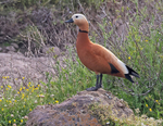 Ruddy Shelduck