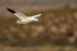 Snow Goose on landing approach, Bosque del Apache, New Mexico