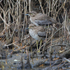 Water Thick-knee amongst the mangrove roots