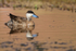 Puna Teal reflection, Rio Grande, Chile