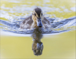 Wildlife portfolio