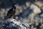 Turkey Vulture, Chanaral Island, Chile