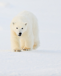 Polar Bear cub, close approach, Svalbard, Norway