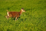 Red Deer - Bradgate Park
