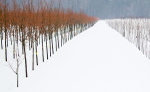 TREE FARM #1 - NORFOLK COUNTY