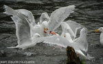 Common Gulls fighting for pieces of salmons