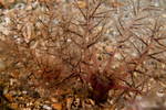 Thyone roscovita