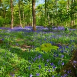 Established woodland