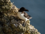 Razorbill