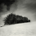 Copse and Snow (square format)