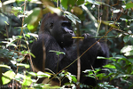 Makumba