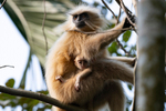 Golden Langur