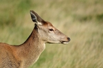 Red Deer