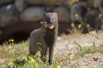 Egyptian Mongoose