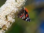 Red Admiral